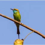 01_Green Bee Eaters