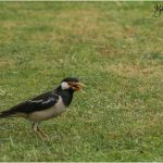 02_Asian Pyed Myna