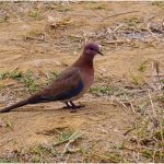 03_laughing Dove