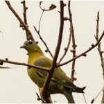 04_yellow footed grean