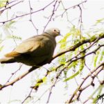 06-Collared dove