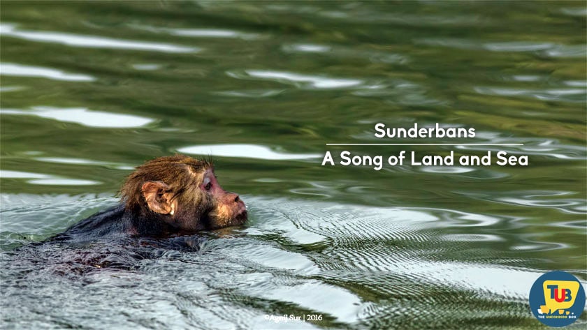 Sunderbans – A Song of Land and Sea Sunderban