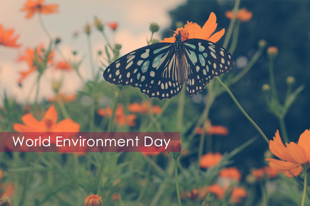 Environment Apocalypse Envrionment Apocalypse